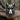 Angled view of sterling silver boar ring highlighting the prominent tusks and pointed ears against a dark forest bark texture
