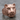 Maya Jaguar Mask Crest Ring, rose gold plated, angled product photo