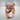 Bulldog collar ring, rose gold finish, product photo