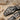 Segmented Snake Ring, close-up of serpent head and stone settings