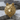 Dire Wolf Ring, gold vermeil finish, front view resting on stone