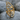 Butterfly Wing Ring, gold vermeil, front view on stone