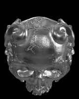 Baroque Skull Ring silver ring shown with size reference demonstrating actual dimensions